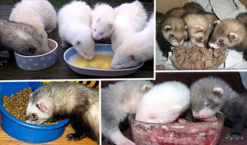 Хорьки домашние. Еда для хорьков. Можно ли давать хорьку. Фаршекаши для хорьков. Можно ли давать хорьку.