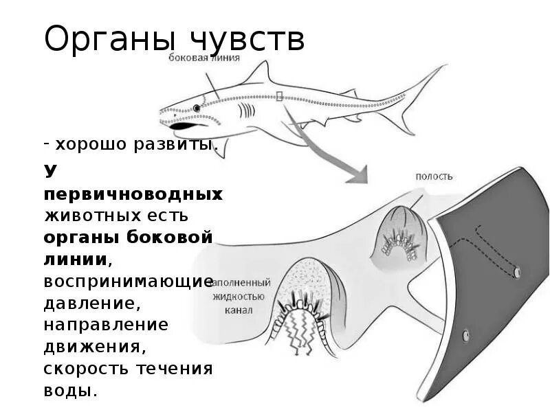 Внутреннее строение хрящевых. Нервная система акулы схема. Боковая линия у хрящевых рыб. Органы чувств хрящевых рыб. Хрящевые рыбы системы органов.