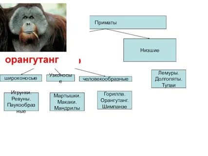 Систематика шимпанзе