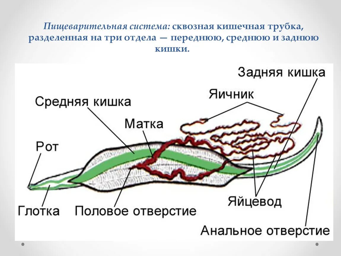 Круглые черви сквозная пищеварительная система. Строение самки и самца аскариды. Внутреннее строение самки аскариды. Анатомия самки аскариды.