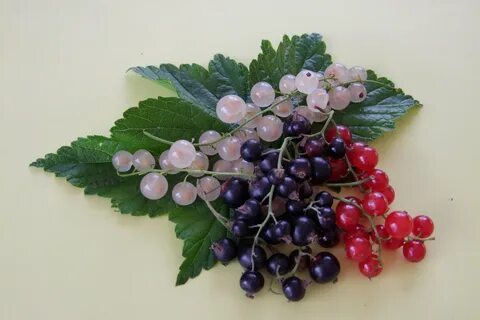 Смородина разная