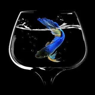 Fish dance