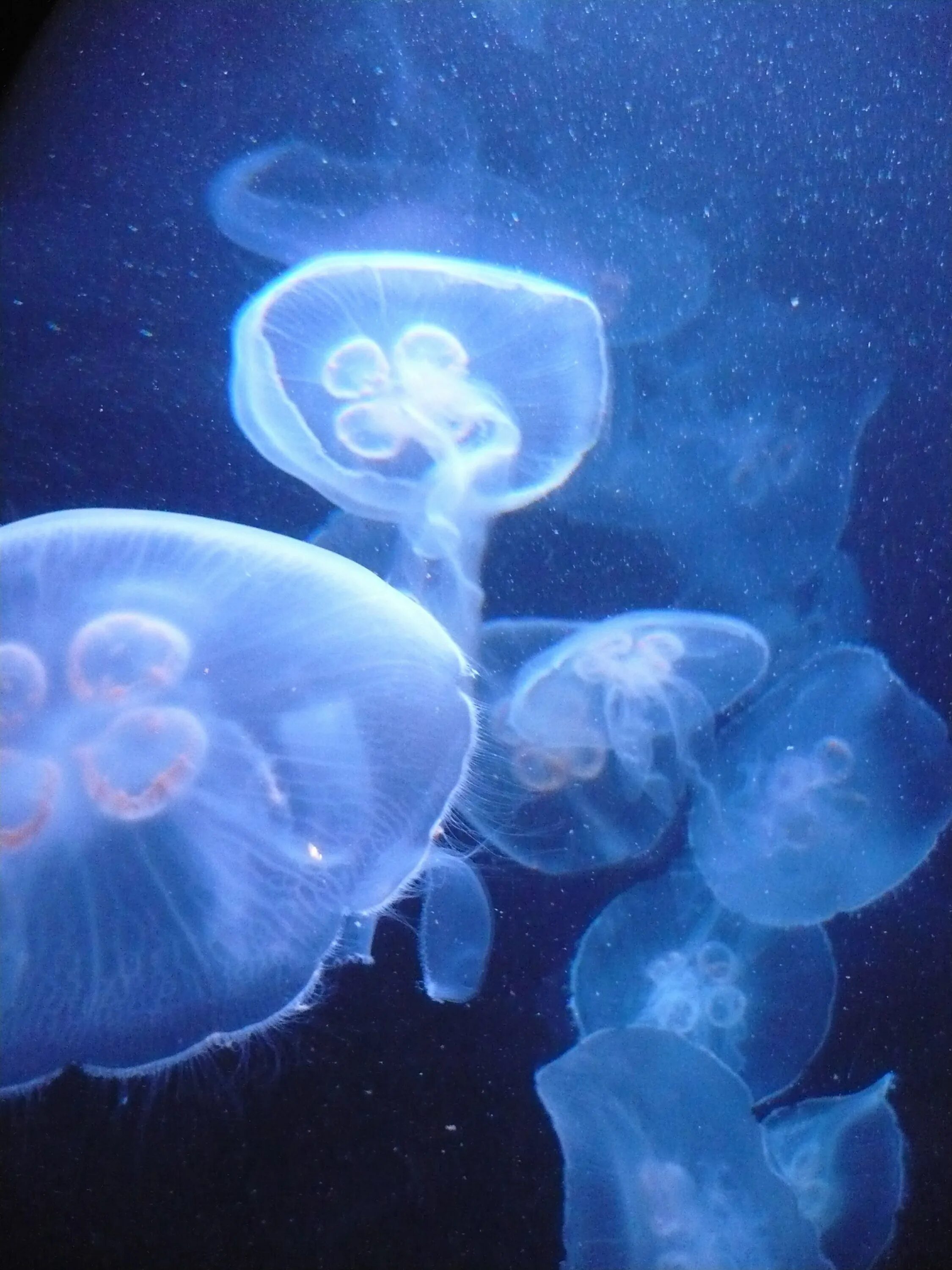 Подводные животные океана. Морские обитатели медуза. Осьминог большой. Морские обитатели осьминог. Пелагия ночесветка.