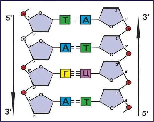 Вторичная цепь днк. Строение ДНК принцип комплементарности. Цепочка комплементарности ДНК. Строение цепи ДНК. Комплементарное соединение нуклеотидов ДНК.