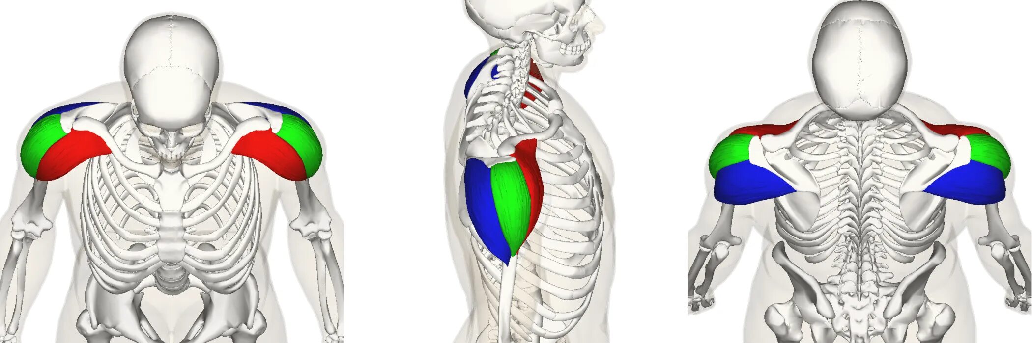 Дельтовидная мышца анатомия 3d. Передняя Дельта анатомия. Задняя дельтовидная мышца анатомия. Дельтовидная мышца анатомия крепление.