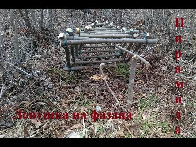 Чертежи ловушки фазана. ЛОВУШКА для фазана пирамида. ЛОВУШКА лучок на фазана. ЛОВУШКА пирамида на птиц. ЛОВУШКА на фазана Фаэтон