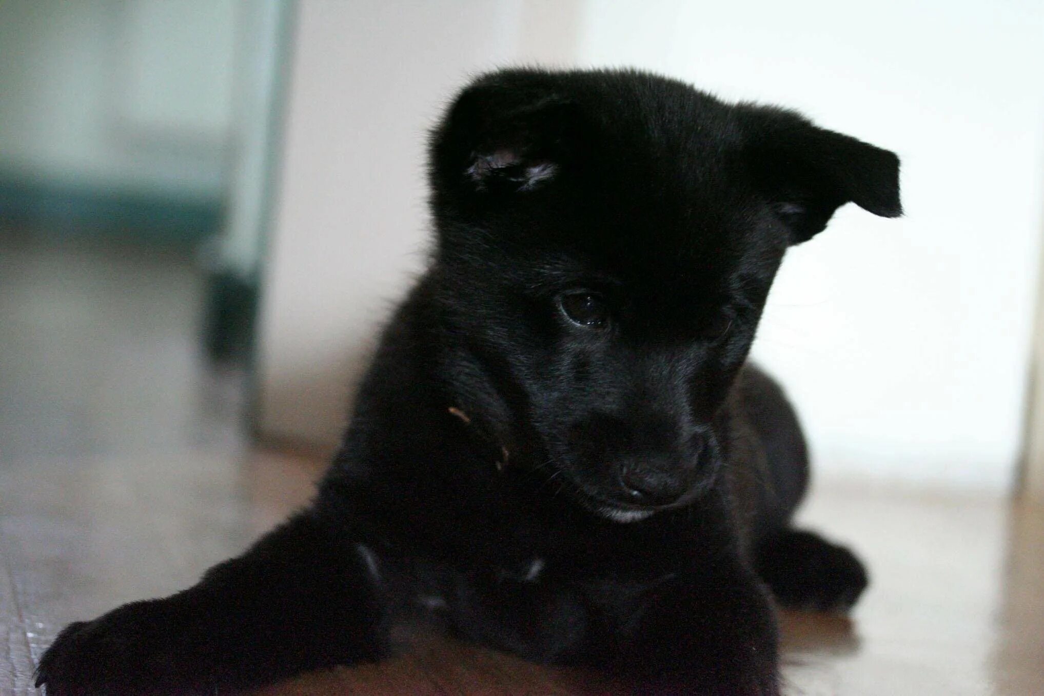 Имена черных щенков. Черная Норвежская лайка элкхаунд. Щенок дворняги чёрный 2 месяца. Норвежский эльгхунд черный. Черный щенок дворняги 3 месяца.