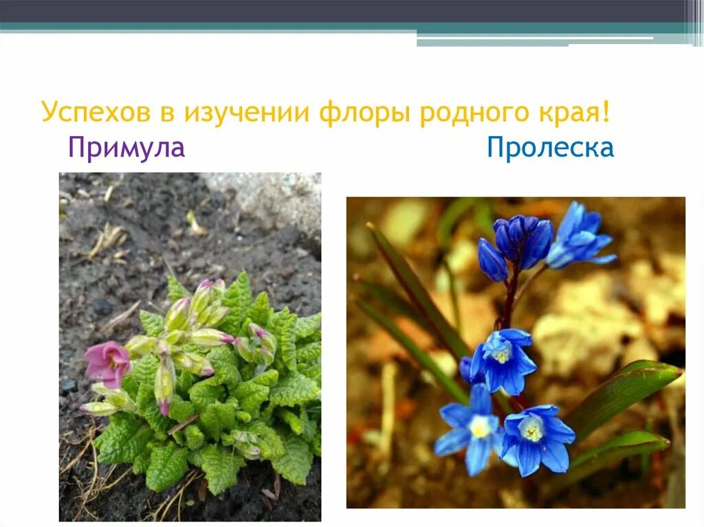 Растения в русском фольклоре - презентация онлайн