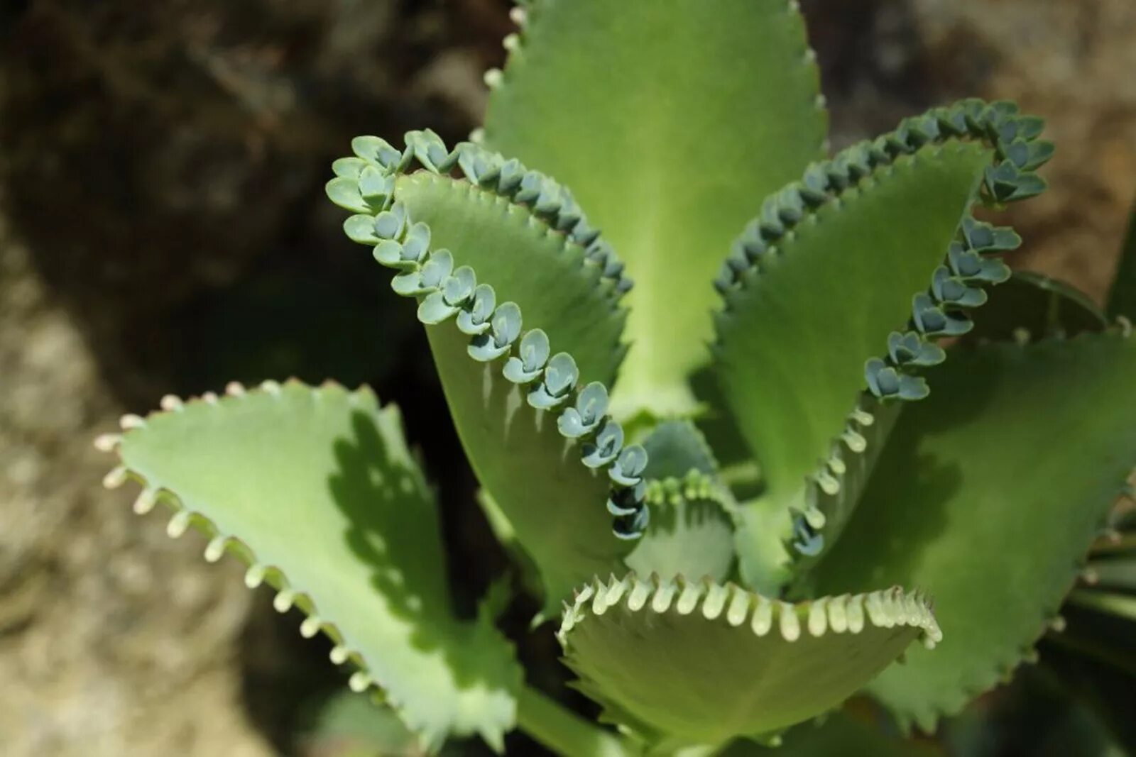 Каланхоэ бриофиллум. Каланхоэ Дегремона. Каланхоэ Дегремона (Kalanchoe daigremontiana). Бриофиллум Дегремона. Как разводить каланхоэ