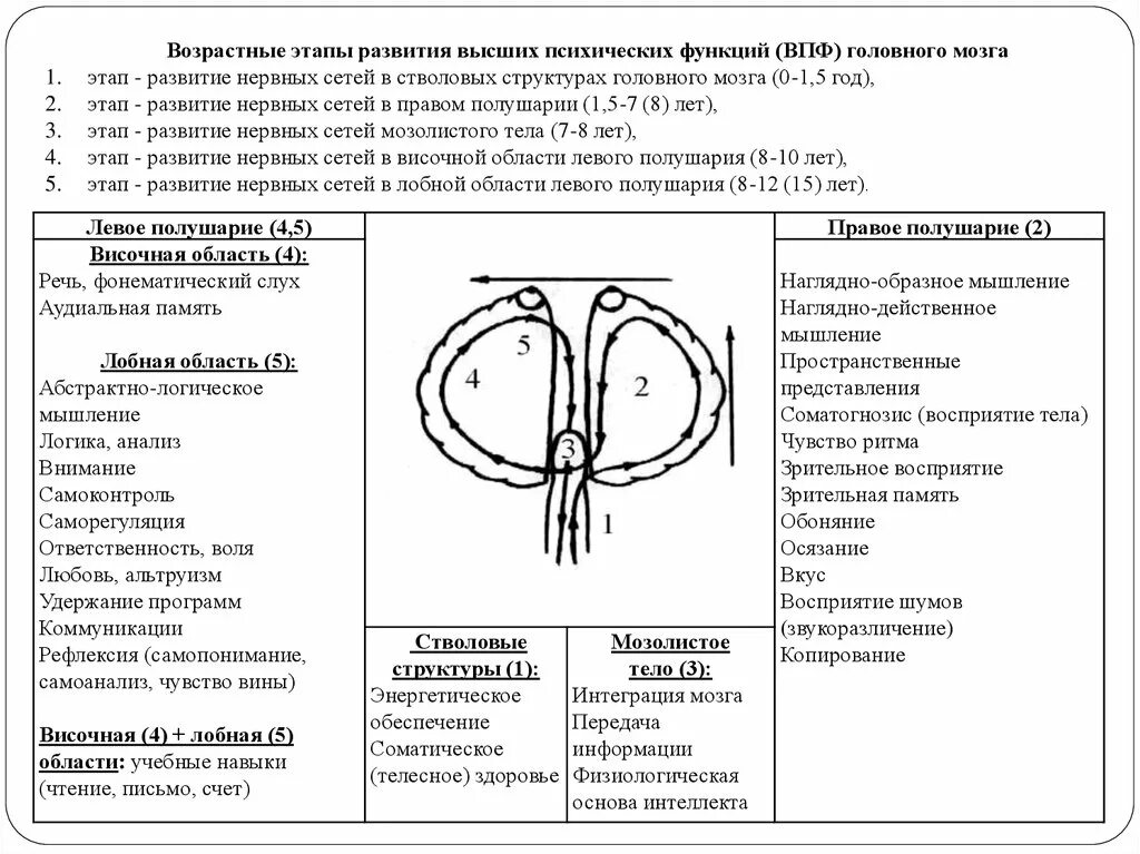 Стадии развития головного мозга таблица. Принципы локализации ВПФ В головном мозге. Этапы развития мозга ребенка в нейропсихологии. Локализация ВПФ В отделах головного мозга высшие психические функции. Локализация психических функций в мозге