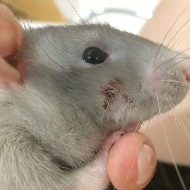 Крыса на шее. Тату на башке. Крыса на шее. Крыса на шее. Крыса на шее.