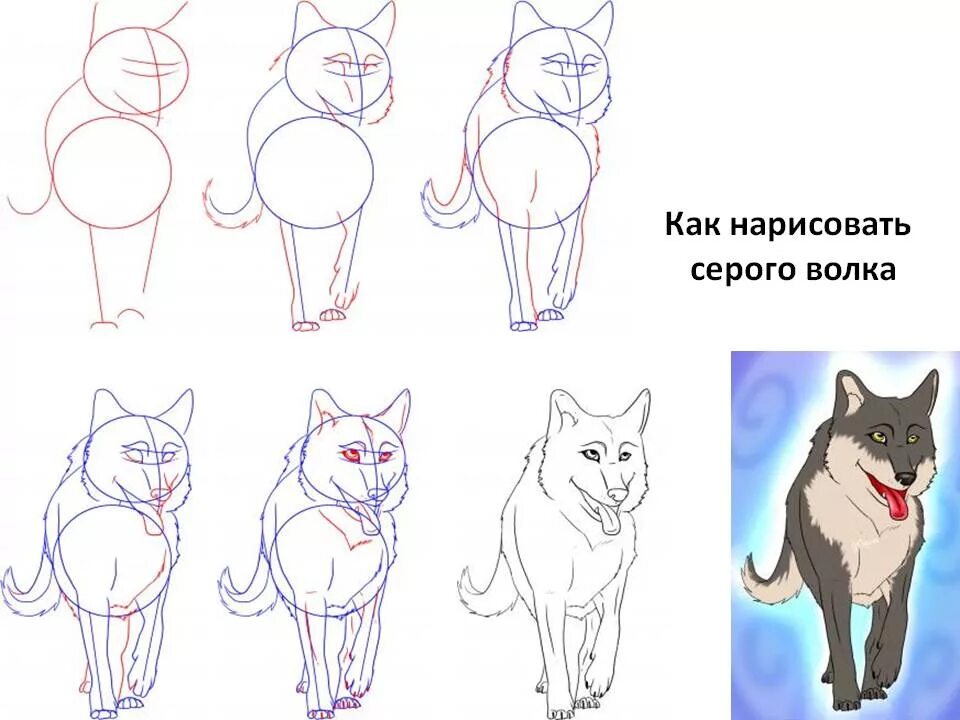 Как нужно рисовать. Как нарисовать волка поэтапно. Как нарисовать волка карандашом поэтапно. Как нарисовать волка поэтами. Как нарисовать водку поэтапно.