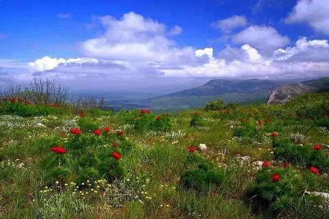 Крымские степи и крымские горы