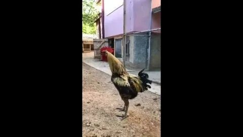 Петух падает