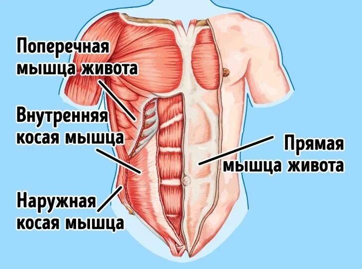 Поперечная мышца живота. Наружная косая мышца живота анатомия функции. Функция наружной косой мышцы живота. Поперечная мышца живота (m. transversus abdominis). Наружная косая мышца живота прикрепление.