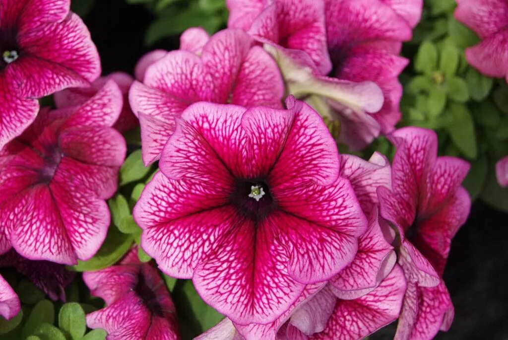 Пи пи пи петуния. Петуния лимбо виолет. Пи пи пи петуния. Пи пи пи петуния. Петуния грандифлора лимбо джи пи блю вейнед.