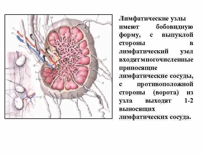 Корень лимфатического узла. Внутреннее строение лимфатического узла. Строение лимфатического узла анатомия. Лимфатические узлы почки анатомия. Внутреннее строение лимфатического узла схема.