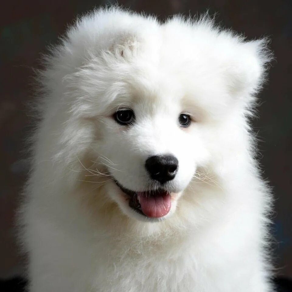 Шпиц самоед. Порода собак белая пушистая. Самоеды порода собак. Лайка самоед. Порода собак белая пушистая.