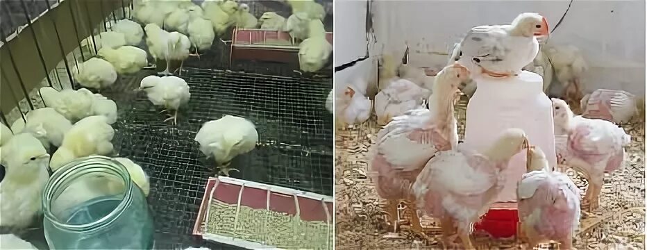Бройлеры после месяца