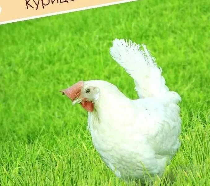 Куры Ломан Вайт. Беларусь 9 куры. Куры Ломан ЛСЛ. Белая белорусская курица. Курица на белорусском