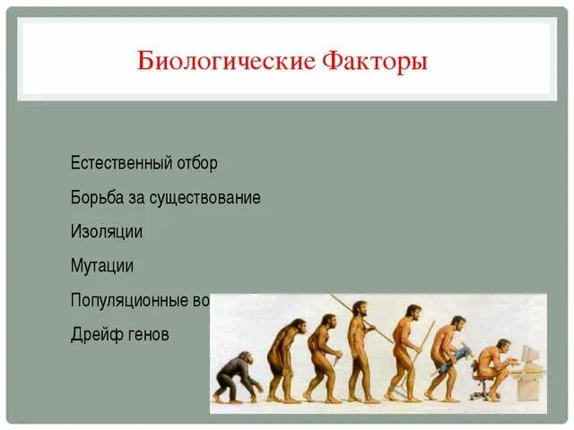 Социальные факторы эволюции сыграли решающую. Естественный отбор у людей. Факторы эволюции естественный отбор. Биологические и социальные факторы эволюции человека. Биологическая Эволюция факторы эволюции.