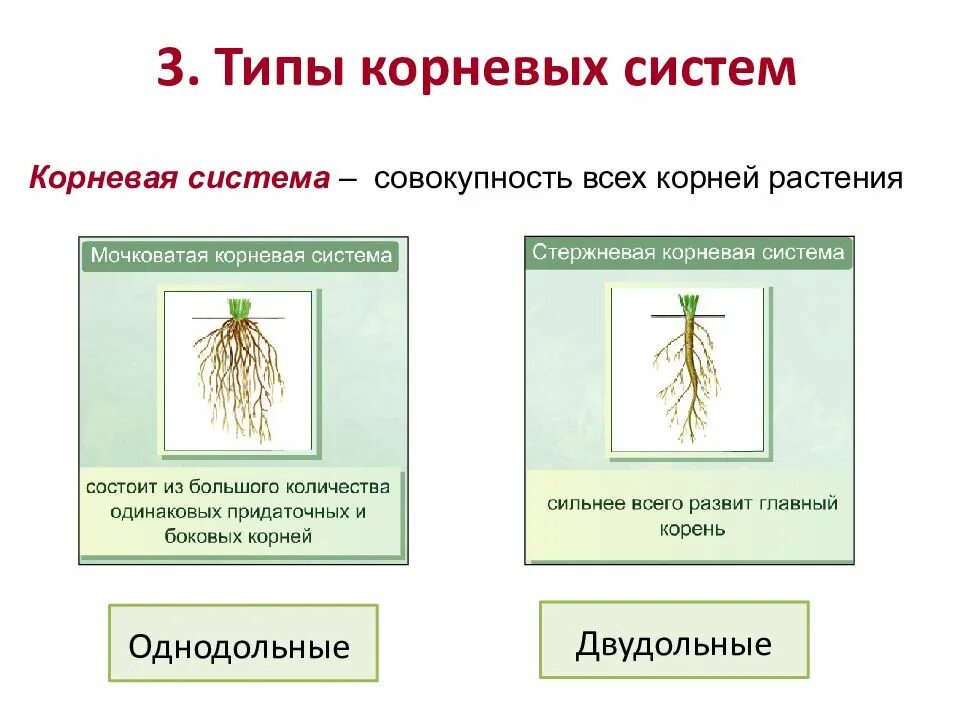 Какой корень у однодольных. Стержневая корневая система у двудольных. мочковатая корневая система у однодольных. типы корневых систем 6 класс. стержневая и мочковатая корневая система.