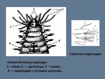 Головной конец