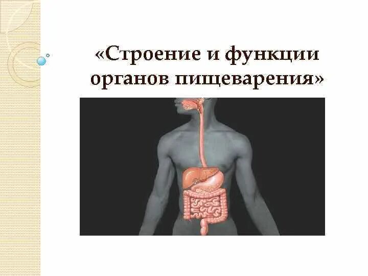 Строение и функции пищеварительной. Строение и функции пищеварительной системы. органы пищеварения и роль анатомия. функции и строение всех органов пищеварения. функция всех органов пищеварительной системы кратко.
