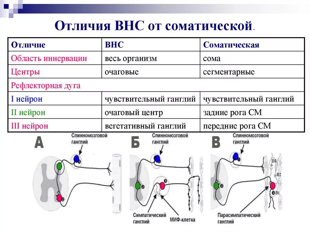 Соматическая и вегетативная рефлекторная дуга. Рефлекторные дуги рефлексов таблица. Отличие рефлекторной дуги вегетативного и соматического рефлексов. Соматическая и вегетативная рефлекторная дуга таблица.