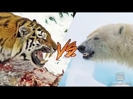 Кто сильнее лев или белый медведь