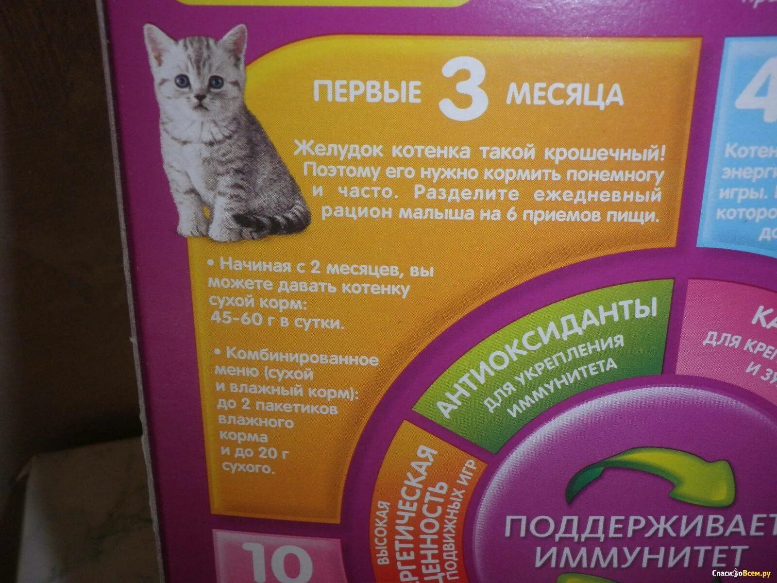 Питание котенка. Правильный рацион для котенка. Кормление котят кормом. Правильное питание для котят. Котенку месяц вислоухий чем кормить