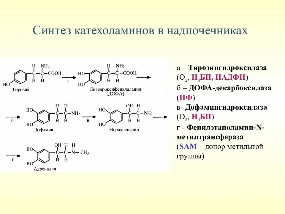 Адреналин образуется. Схема синтеза катехоламинов в надпочечниках. Аминокислоты для синтеза катехоламинов. Синтез катехоламинов из тирозина. Схема синтеза адреналина.
