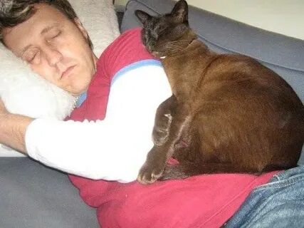 Почему кошка ложится на живот женщине