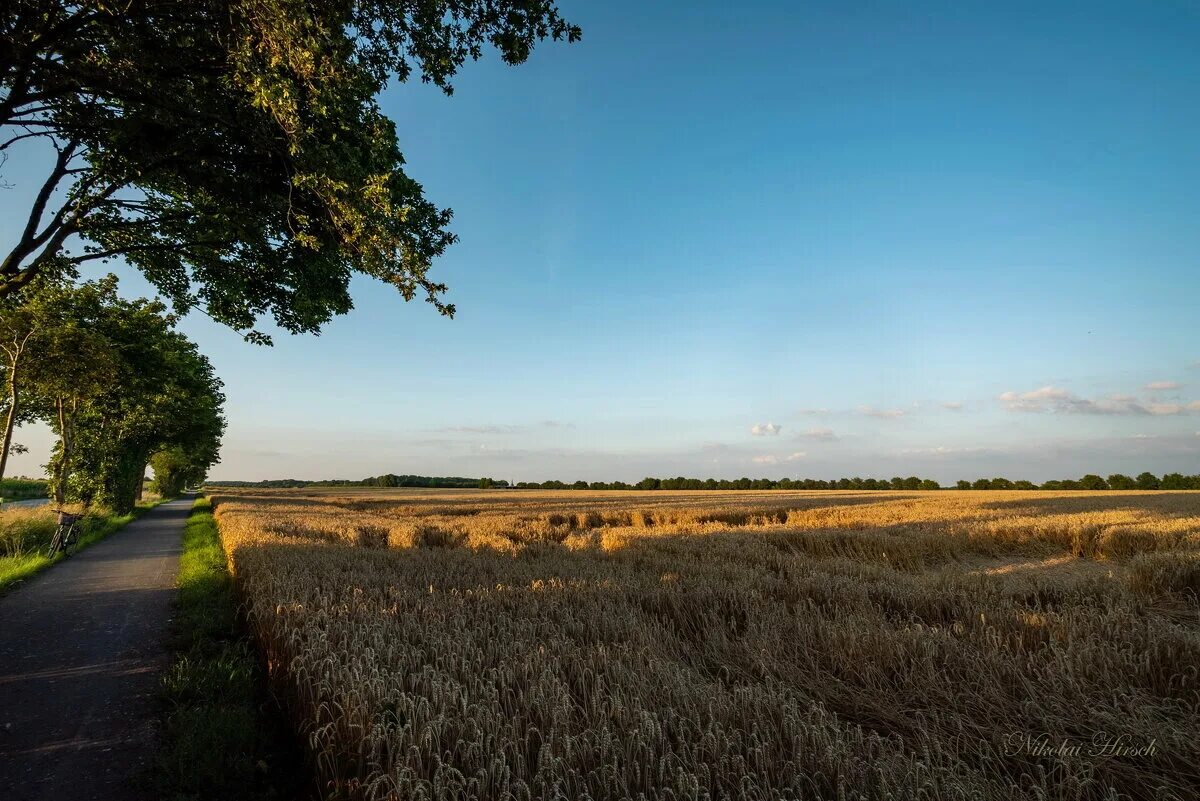 хлебная нива. хлебная нива. хлебная нива. ржаное поле картинки. северные поля хлебные.