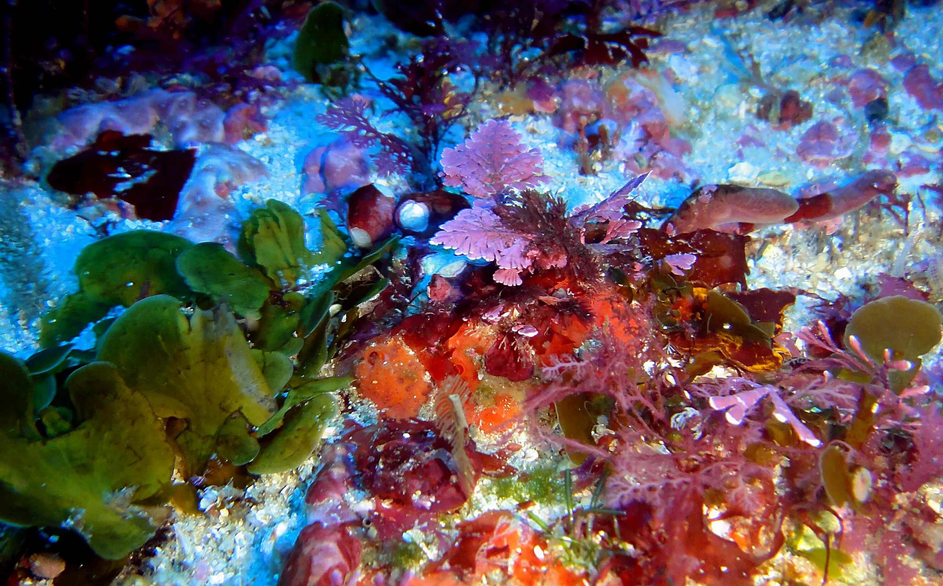 Красные водоросли глубина. Филлофора водоросль. Красные водоросли. Разноцветные морские водоросли. Красивые красные водоросли.