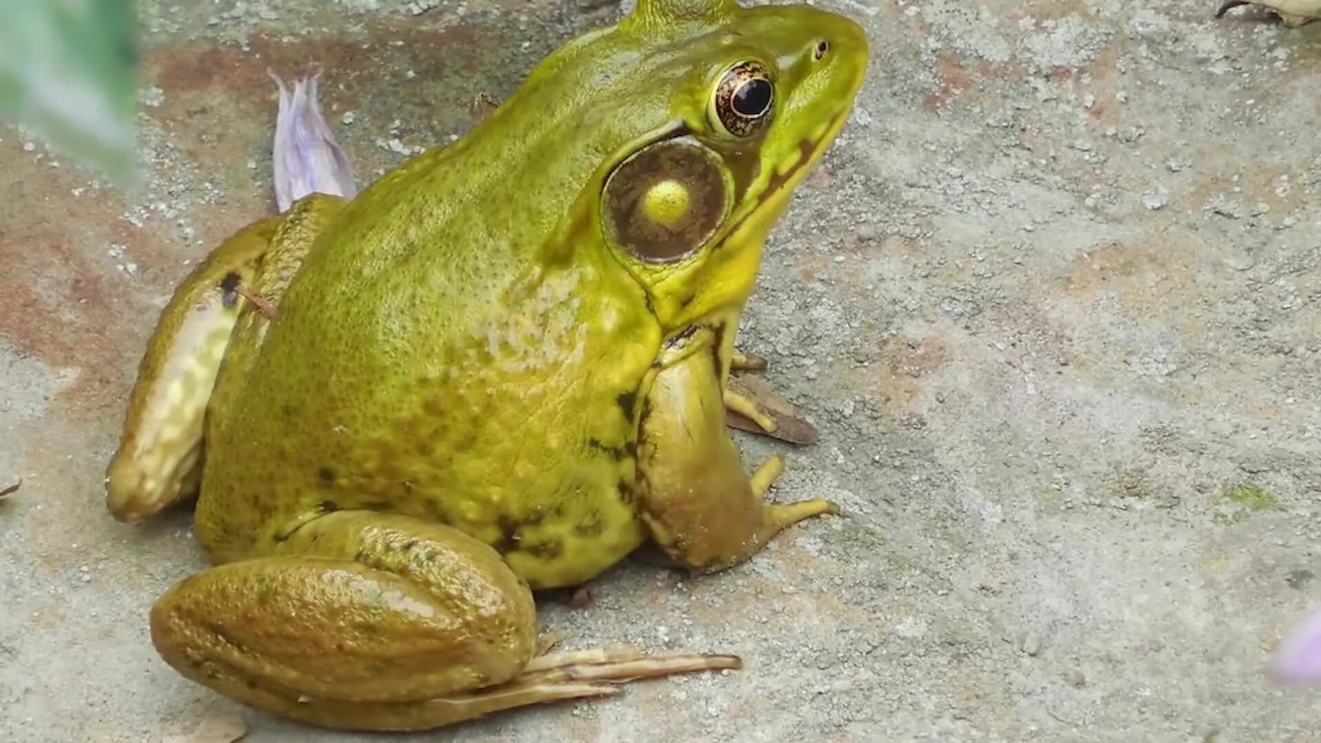 североамериканская лягушка-бык. лягушка бык водонос. африканская лягушка голиаф. лягушка бык водонос. лягушка водонос голиаф.