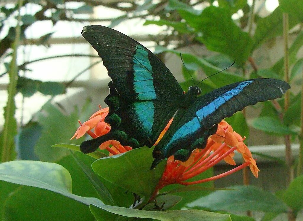 Зоопарк бабочек