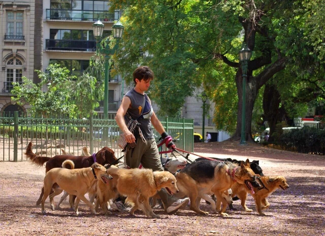 Выгульщик собак в Буэнос Айресе. Выгульщик собак. Выгуливает много собак. Прогулка с собакой.