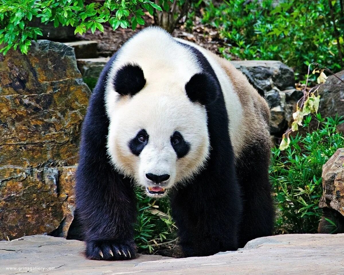 Панда. Большие панды. Картинки на рабочий стол животные. Панда обои. Большая панда медведь