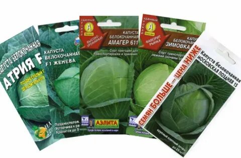 Капуста поздняя сорта для открытого грунта лучшие