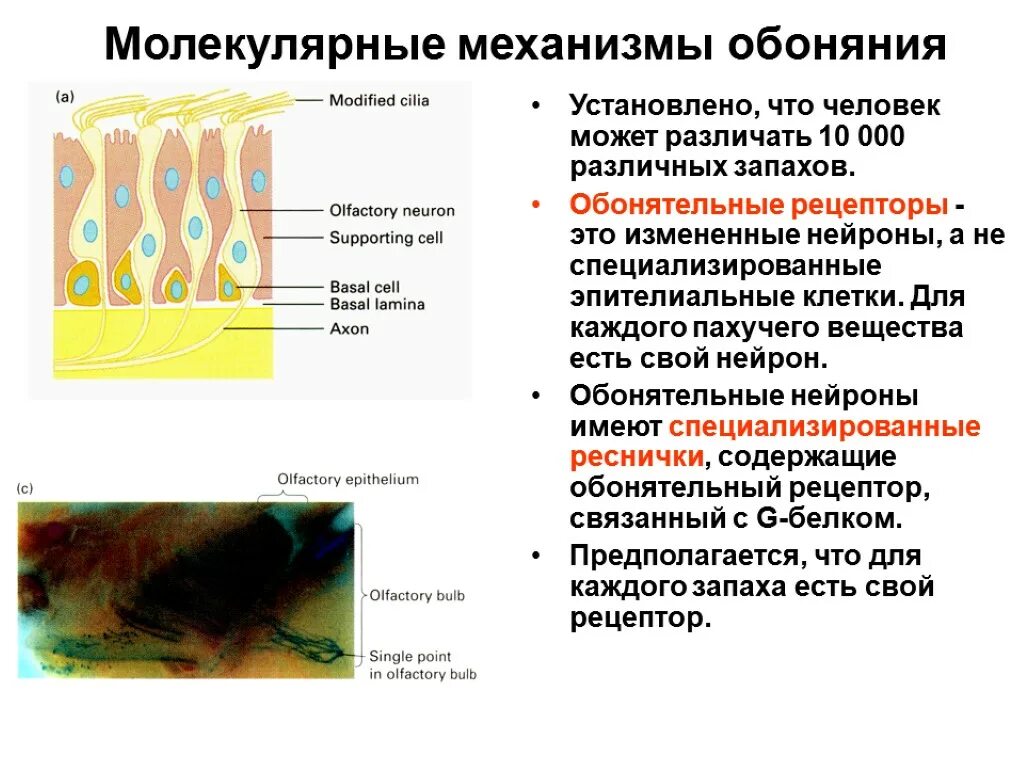 Обонятельные рецепторы в организме человека расположены в. Строение рецепторов обоняния. Обонятельный анализатор рецептор обонятельный нерв. Орган обоняния анатомия строение. Кожно-мышечная чувствительность обоняние.