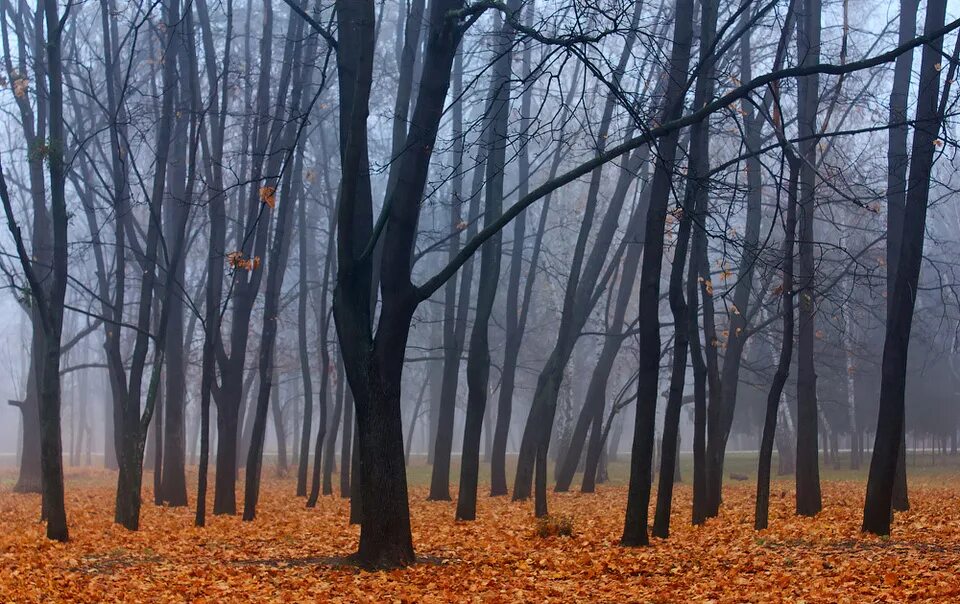 сейчас ноябрь месяц. ноябрь месяц природа. сейчас ноябрь месяц. ноябрь. поздняя осень дождь туман.