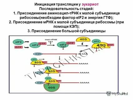 Процессинг ирнк присоединение к ирнк