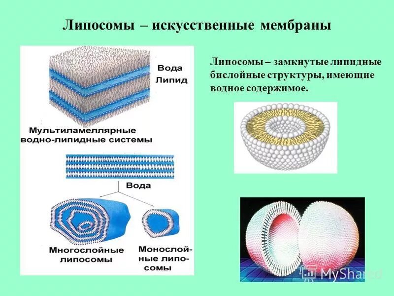 холестерин в мембране клетки. липиды и липоиды. состоит из двух слоев липидов. состоит из двух слоев липидов. клеточная мембрана состоит из двух слоёв белков.