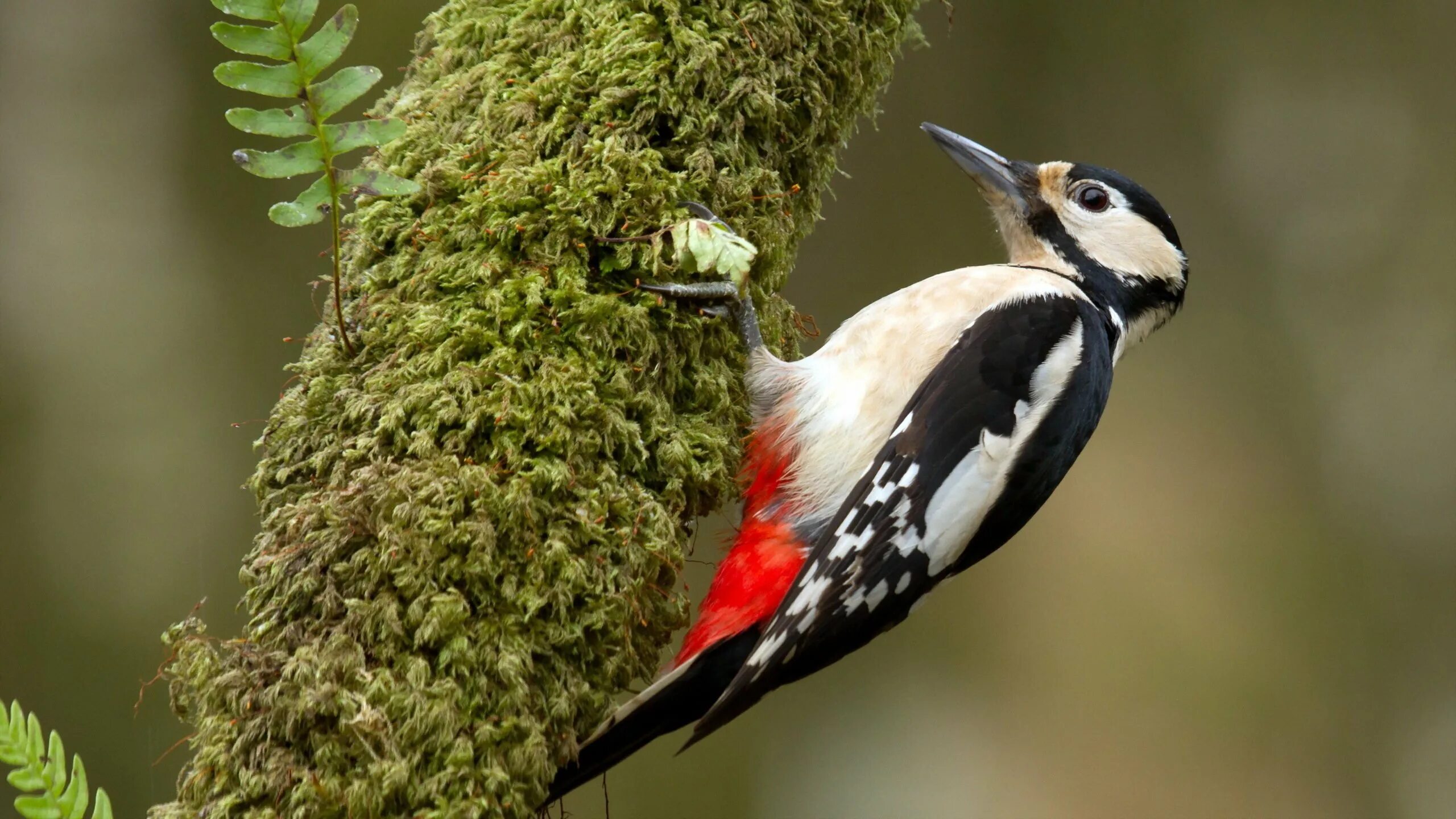 Краснохвостый дятел. Дятел в лесу. Домик для дятла. Дятел на сосне. Пестрый дятел птица.