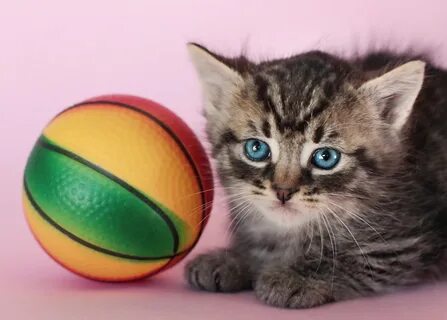 Кошачий мячик