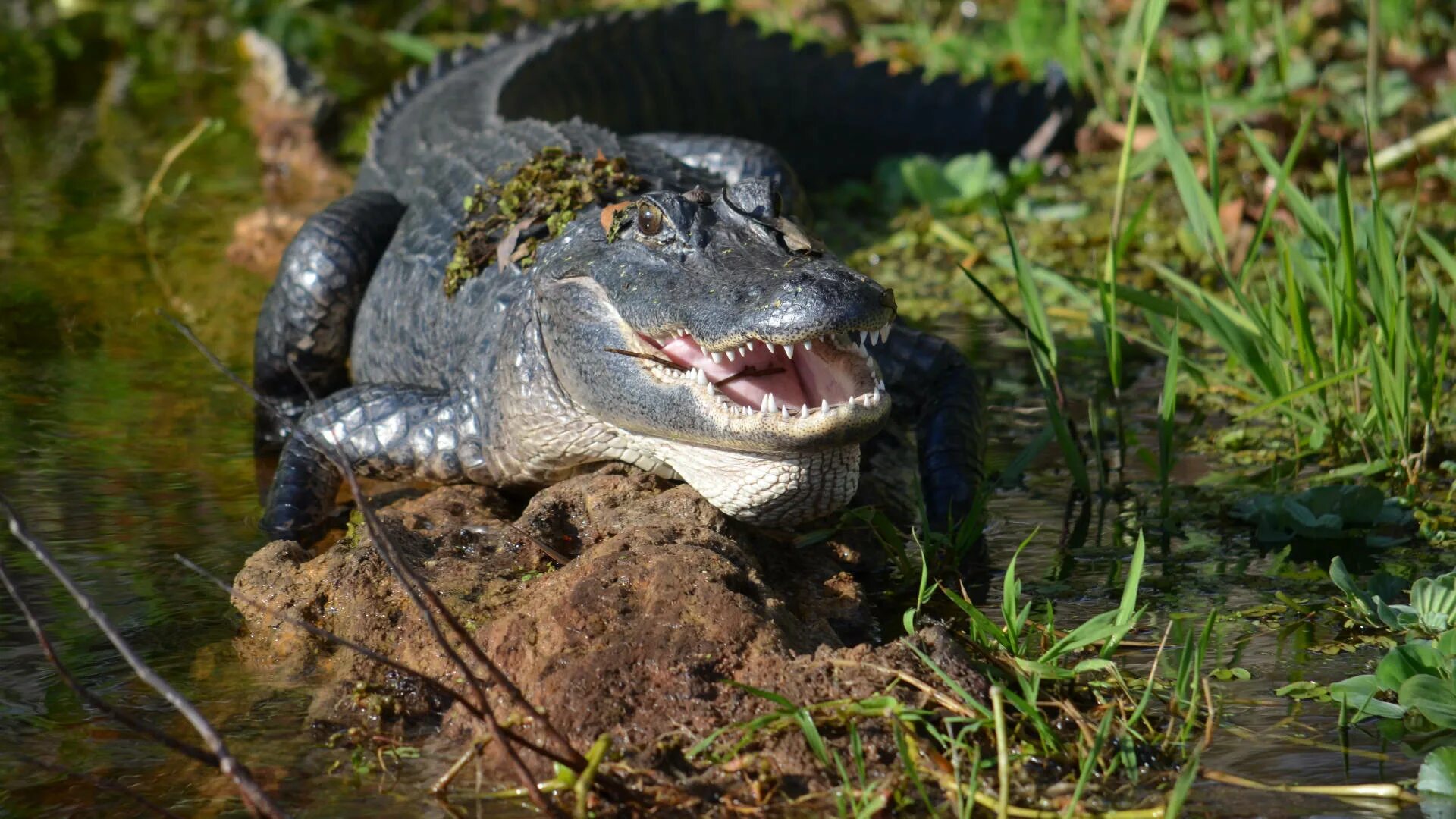 Аллигатор 4. Река сент джонс. аллигаторы. озеро с аллигаторами. alligator river.