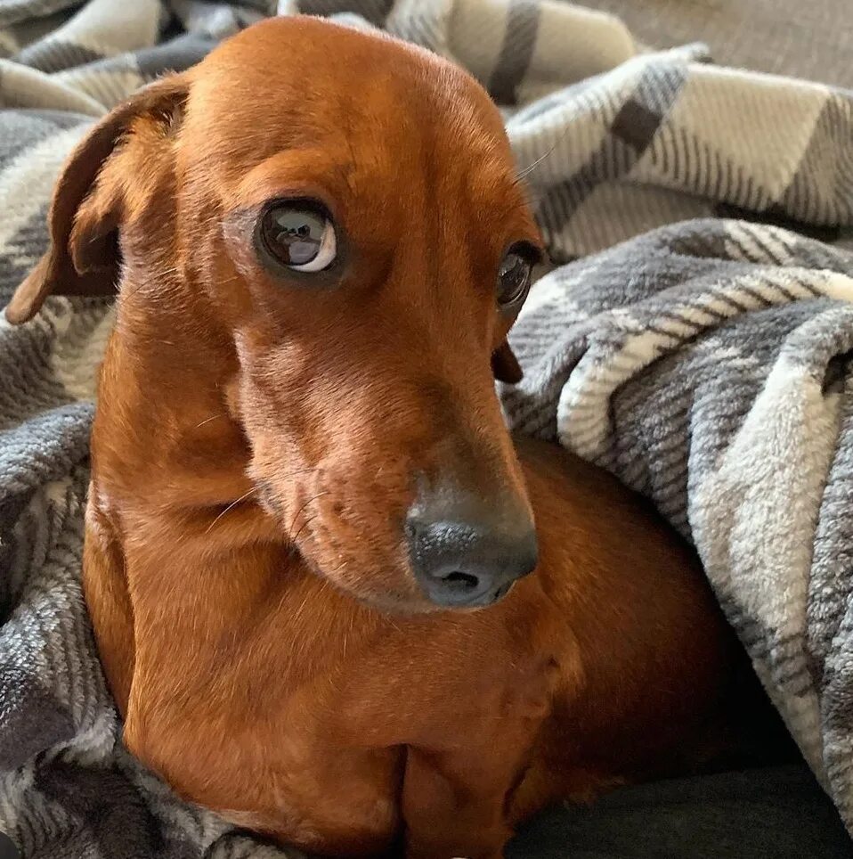 Рыжая такса щенок. Рыжая такса щенок. Такса спит. Щенок на диване. Такса рыжая гладкошерстная.