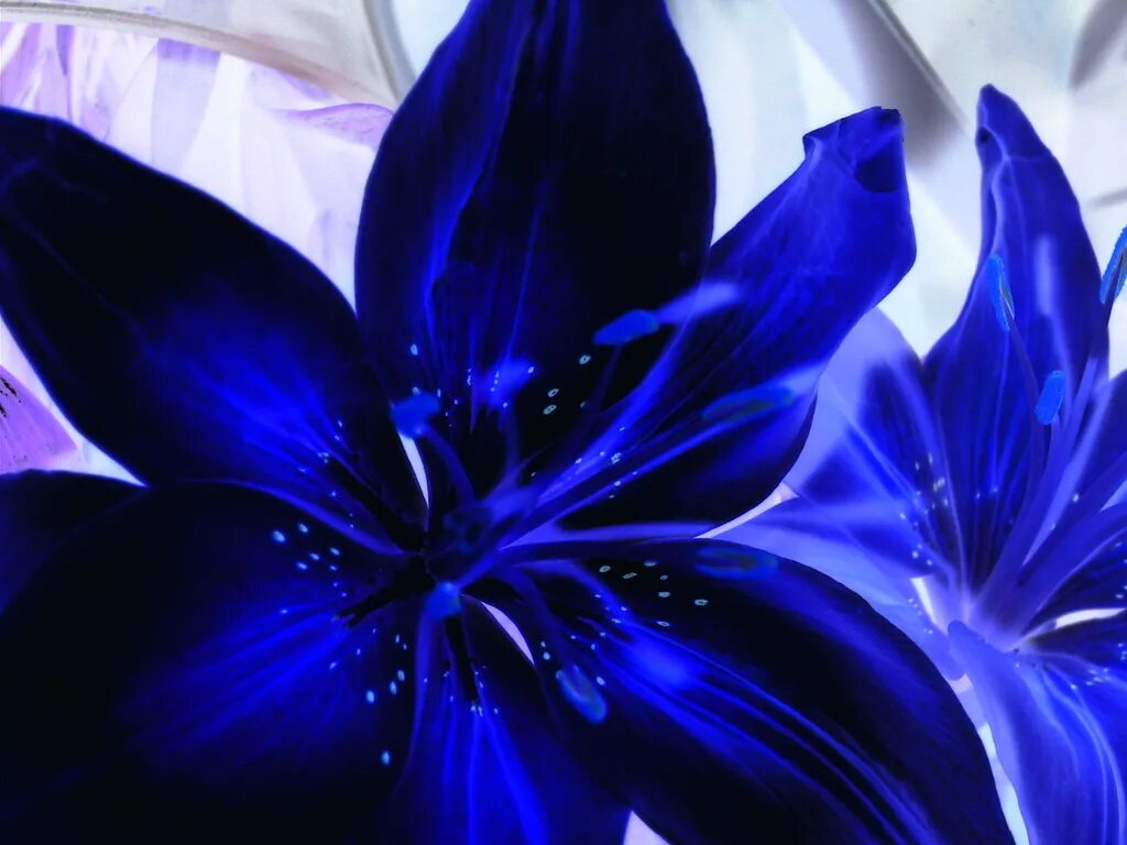 Цвет электро. Цветы цвета индиго. Цветотерапия синий цвет. Индиго цветок синий. Цвет индиго и электрик.
