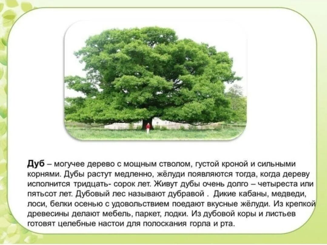 Дуб дерево описание. Дуб краткое описание. Описание дуба. Доклад о дереве. Дуб текст описание